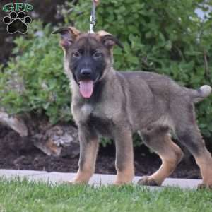 Koptan, German Shepherd Puppy
